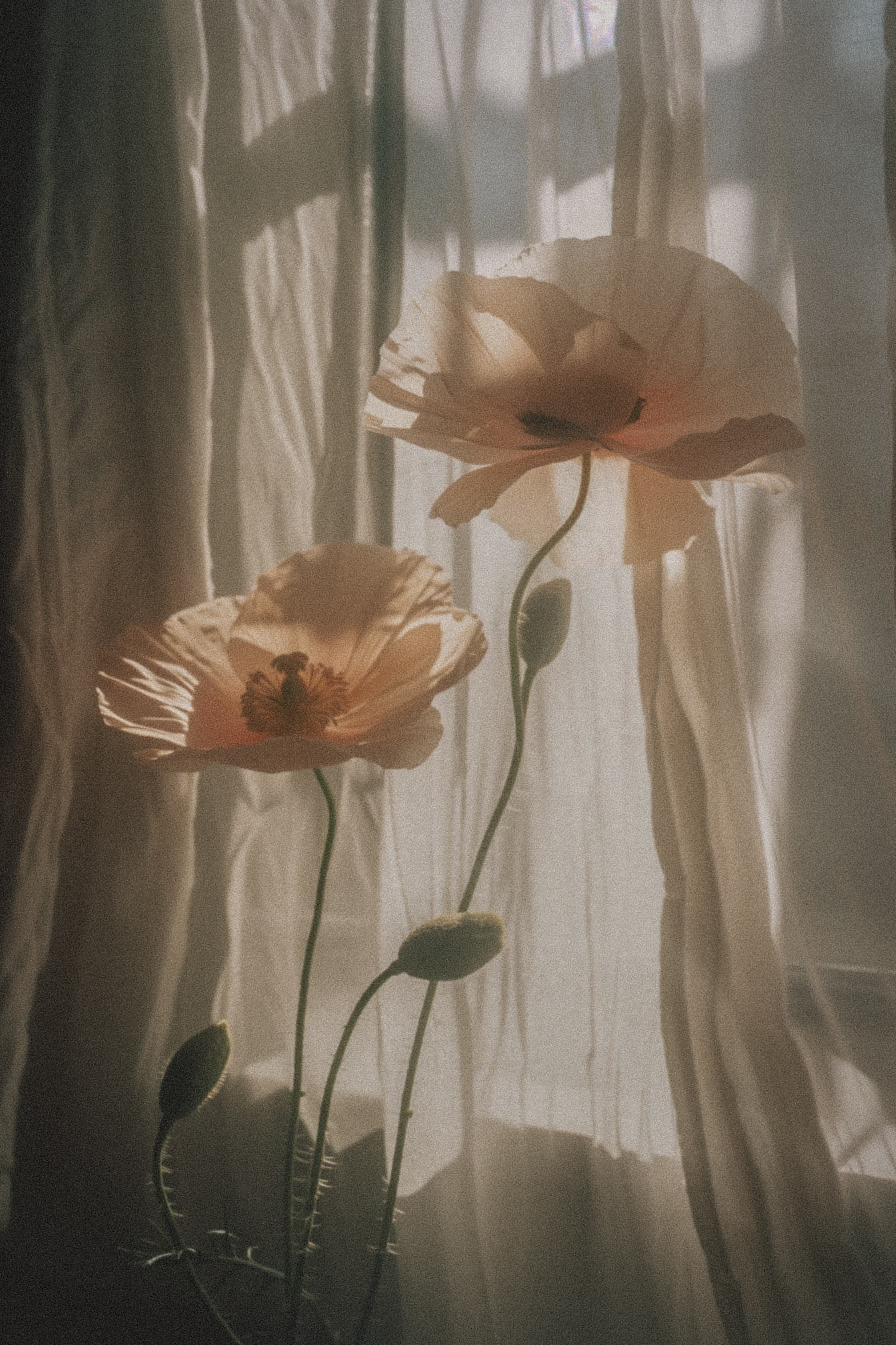 Warm-toned poppies by sheer curtain in golden light