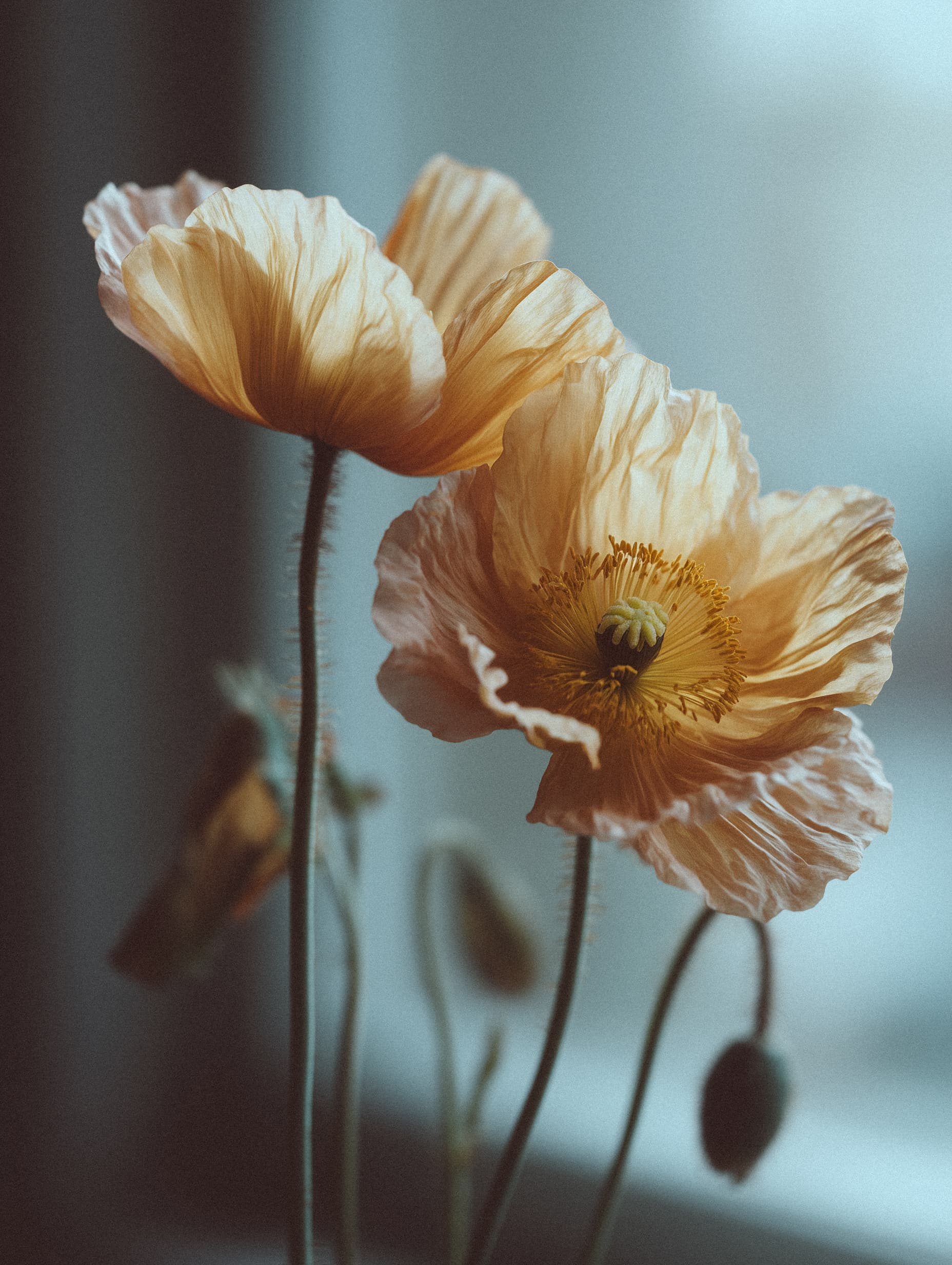 Golden poppies in soft light