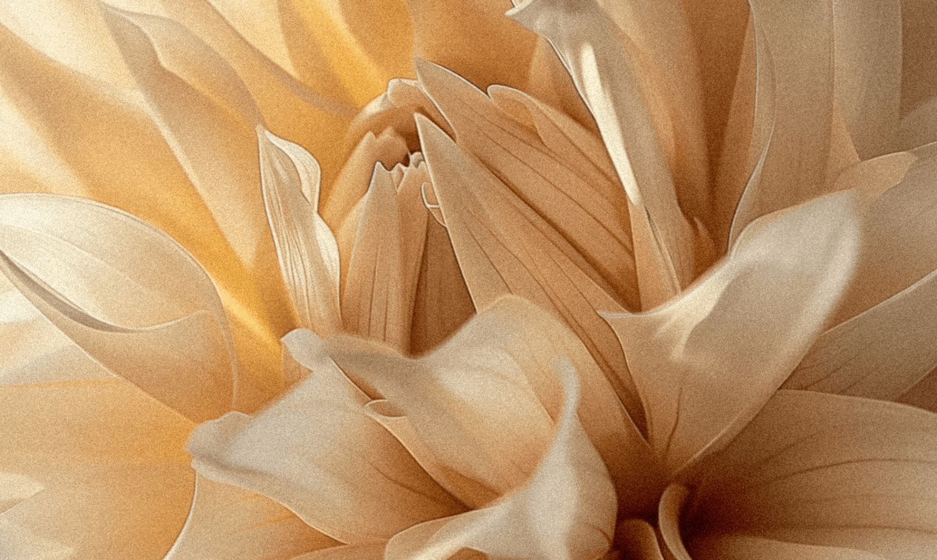 Soft golden flower petals evoking natural vitality