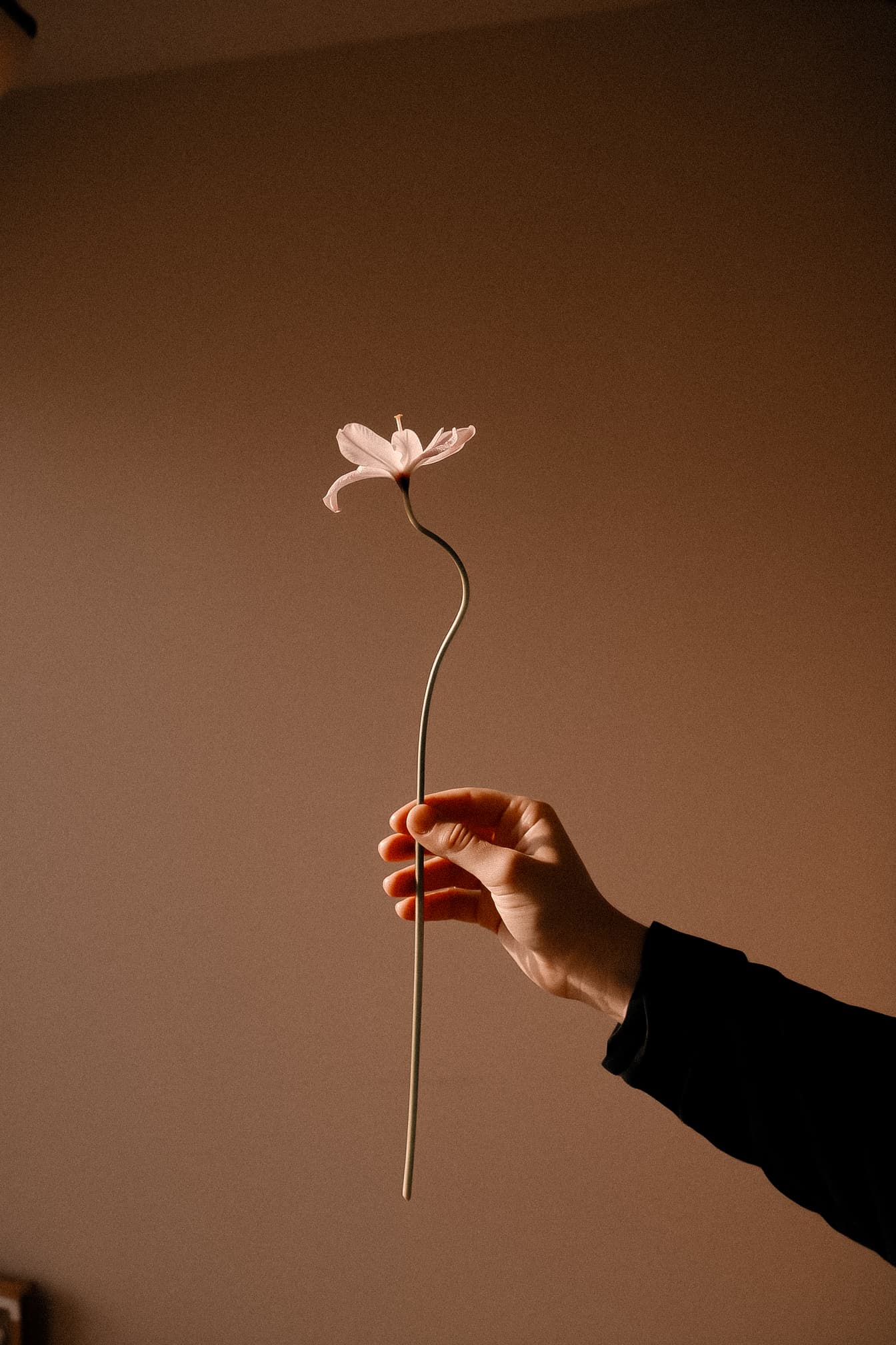 Hand holding a single flower against warm light, evoking intention and natural wellness