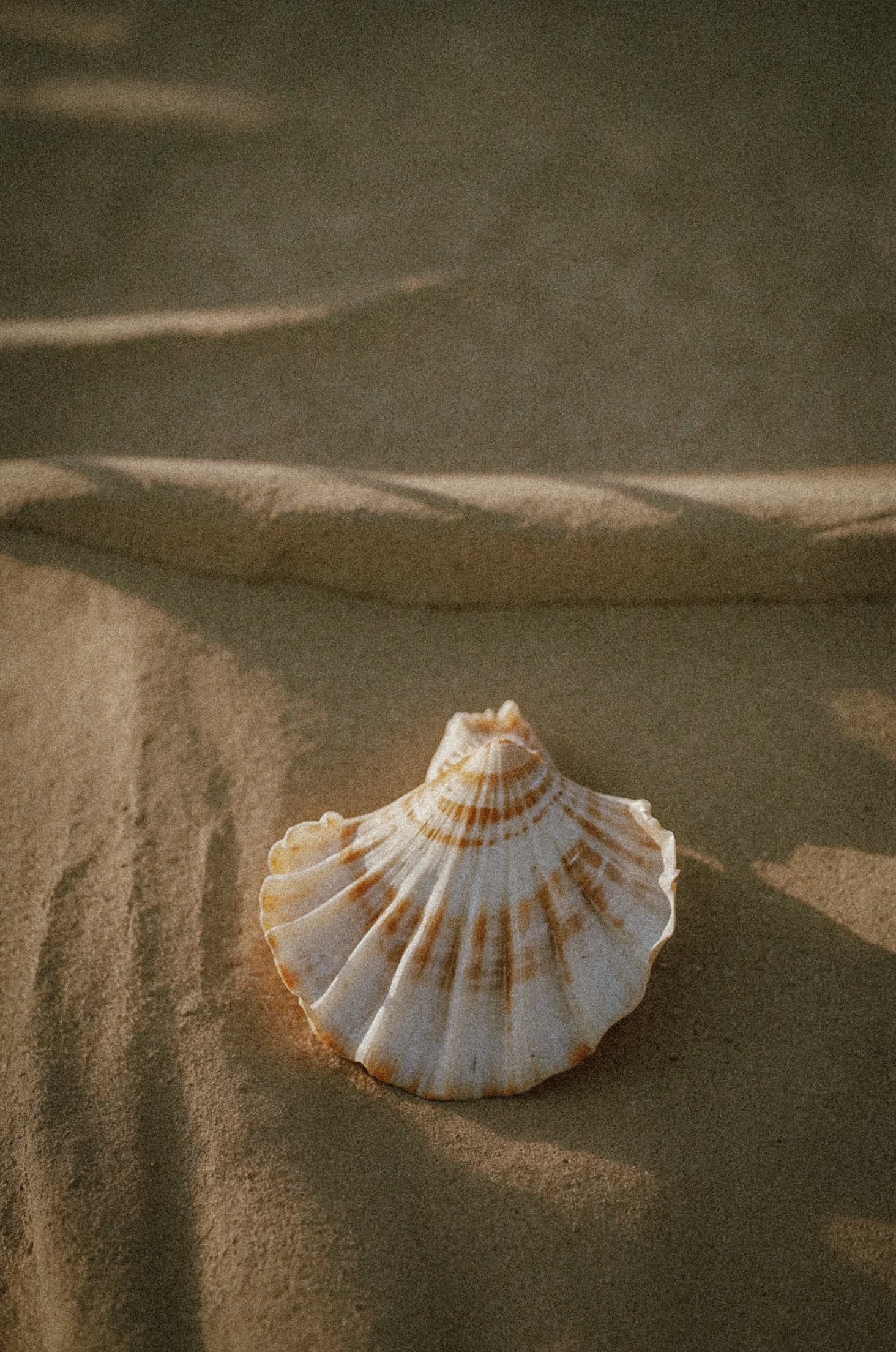 Shell on sand dunes, coastal serenity